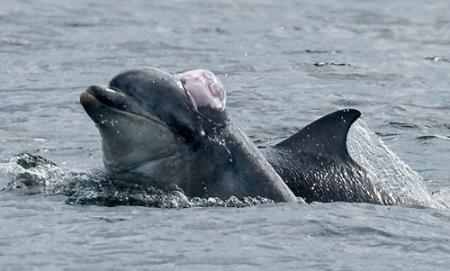汉音对照 英国海滨度假季节来临 海豚戏耍紫色