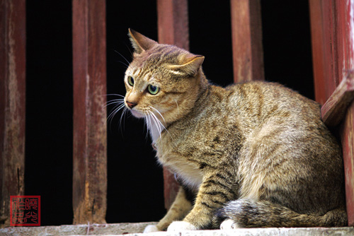 汉音对照 新手:领养猫咪前的几个问题 xin shou