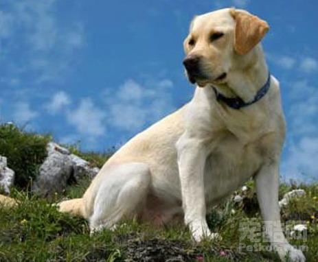 la bu la duo lian xu 19 nian dang xuan zui shou h