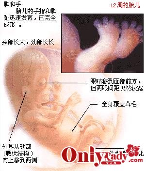 >> 完全揭密:38周胎儿发育图谱 wan quan jie mi :38 zhou tai er fa