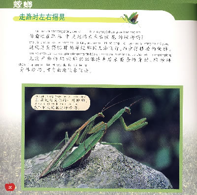 螳螂新法布尔自然观察法第一辑昆虫王国
