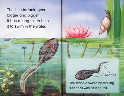 tadpoles and frogs蝌蚪与青蛙商品评价