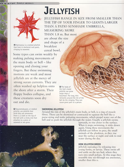 ## Can I Have a Jellyfish as a Pet? The Ultimate Guide to Keeping Jellyfish in Your Home Aquarium