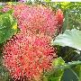 网球花