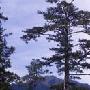臺湾华山松