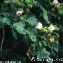 山芙蓉