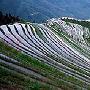 菲律宾伊富高山上的稻米梯田