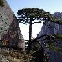 黄山松