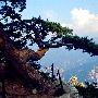 华山迎客松