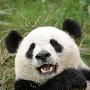 黑水河大熊猫自然保护区