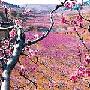 天下第一桃花园风景区