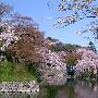 樱花温泉