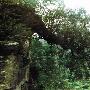 虬龙出洞栎