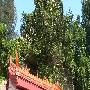 云顶岩寺