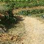 花山自然村