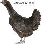 乌蒙乌骨鸡