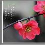 海棠花作文450字