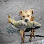 感动世界的捕鱼犬作文500字