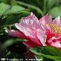 美丽的牡丹花作文150字