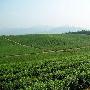 为什么没用农药的茶叶也可能检测出农药残留