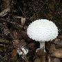 如何鉴别蘑菇有毒