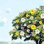 像花儿一样绽放作文550字