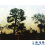 松树赞作文500字