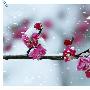 又是梅花开作文800字