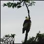 你也能恶搞它—史上最寂寞的熊猫－照片图片