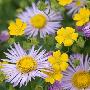 宽屏精美鲜花特写写真壁纸二－其他壁纸
