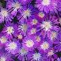 宽屏精美鲜花特写写真壁纸一－其他壁纸