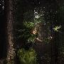 用Photoshop合成森林中的美女精灵－Photoshop