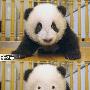 “熊猫救星” 去黑眼圈必杀绝技－照片图片
