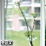 教你做忧伤的窗外雨滴LOMO照片－照片图片