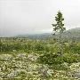 挪威古云杉【盘点地球最古老树木】
