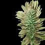 美洲升麻植物【植物多样性：令人眼花缭乱的果实】