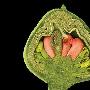 中美洲和南美洲地区的花蕾【植物多样性：令人眼花缭乱的果实】