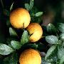 观果植物－枸  桔