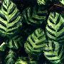 观叶植物－罗思斑竹芋