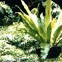 观叶植物－巢  蕨