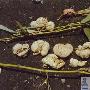 竹黄【药用蘑菇】