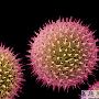 普通锦葵属植物的花粉【奇妙种子显微照片】