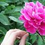 芍药图片