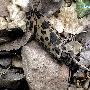毛翅目 石蛾科Holostomis phalaenoides Linnaeus 动物世界