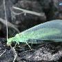 脉翅目 草蛉科Chrysopa septempunctata Wesmael 动物世界