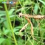 螳螂目未知种类2 动物世界