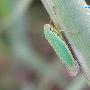 大青叶蝉 Cicadella viridis (Linnaeus) 动物世界