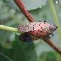 斑衣蜡蝉 Lycorma delictula White 动物世界