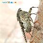 鸣蝉 Oncotympana maculaticollis Motsch 动物世界