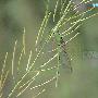 七条蟌 Cercion plagiosum (Needham, 1930) 动物世界